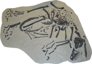 Bambiraptor skeleton cast