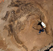 Camarasaurus fossil 04