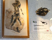 Hypsilophodon fossil