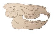 Notostylops murinus