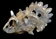 Regaliceratops skull 02.jpg