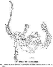 Shunosaurus skeleton china