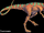 Казеозавр
