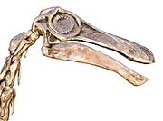220px-Gallimimus bullatus.002 - Natural History Museum of London (white background)