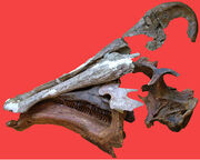 Amurosaurus skull