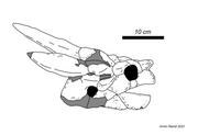Niolamia skull