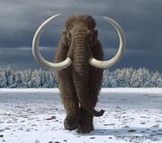 Woolly-Mammoth-Siberia-777x687