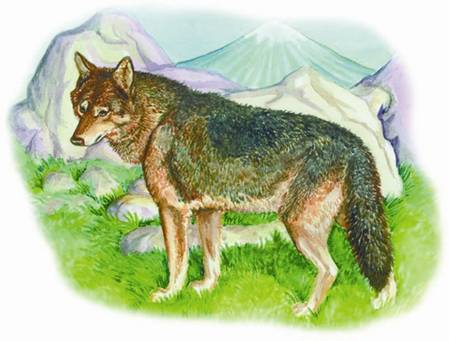 Японский волк | Вымершие животные вики | Fandom