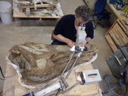 Edmontosaurus skull 03.png