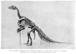 Iguanodon in the British Museum (Natural History), 1895