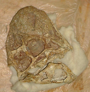 Rinchenia skull.png