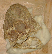 Rinchenia skull