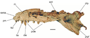 Cranial-remains-of-Uruguaysuchus-aznarezi-FC-DPV-2320-in-left-lateral-view-Scale-bar