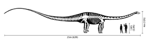 Diplodocus size comparison