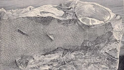 Photograph of the scales of Tylosaurus proriger (KUVP-1075)