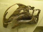 Altirhinus skull 02