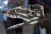 Coelophysis fossil 03