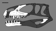 Duriavenator reconstructed skull