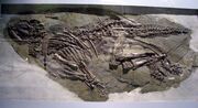 Jinzhousaurus fossil