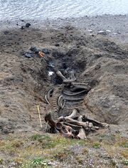 Mammoth Petr position of site