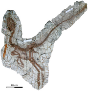 Sinocalliopteryx fossil.png