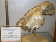 Chasmaportheteslunensis1