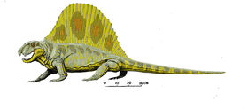 Dimetrodon milleri