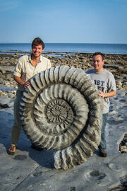 LymeRegis fossil