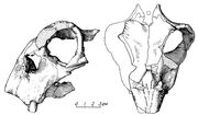 Picture of the day lystrosaurus georgi 4 703