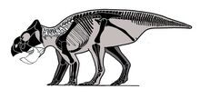 Zhuchengceratops s 43d3.jpg