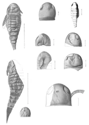 Хьюджмиллерия5