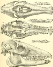 Anales del Museo Público de Buenos Aires (1864) (17980766940)