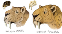 Smilodon head studies by minionwolf711-daj2ixv