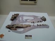 Carcharodontosaurus fossils