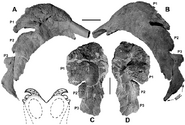 Medusaceratops-skelet-m