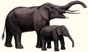 Primelephas12