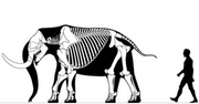 Stegomastodon skeletal