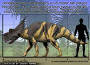 Achelousaurus-size.jpg