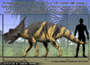 Achelousaurus-size