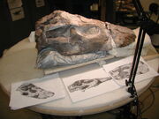 Apatosaurus skull 05