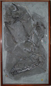 Dimorphodon macronyx specimen NHMUK PV R 41212