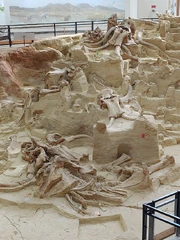 Mammoth fossils at The Mammoth Site, Hot Springs, South Dakota