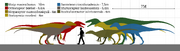 Megaraptoridae size chart