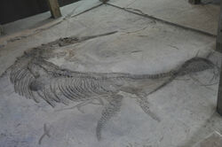 Ghuizhouichthyosaurus tangae, China