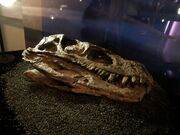 Herrerasaurus fossil