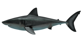 Lateral view of otouds megalodon