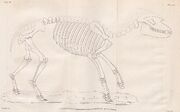 Palaeotherium magnum skeleton reconstruction 1822