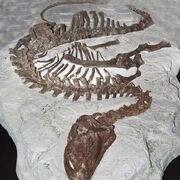 Tenontosaurus fossil 02