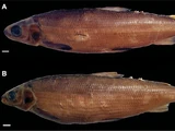 Coregonus obliterus