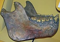 Gigantopithecus mandible